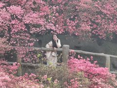 -木兰云雾山