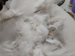 -北京观赏动物医院·24小时大型综合·猫专科·异宠专科