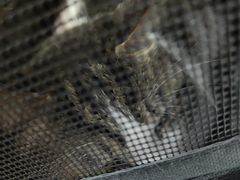 -全心全意连锁动物医院·微创中心·内科急重症·心脏专科(丰管路店)