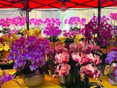 -越秀西湖花市(广州城市广场花卉店)