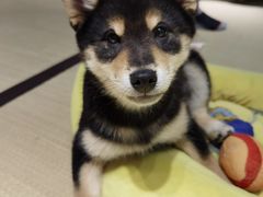 -逗柴咖啡屋·狗咖猫咖宠物桌游