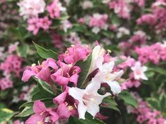 -上海辰山植物园
