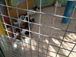 -萌宠亲子动物乐园(槐房万达店)