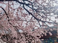 -桃花堤公园