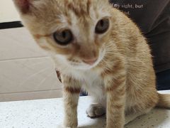 -千城康桥宠物医院·猫科·骨科·心脏