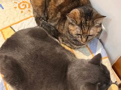 -是阿柴呀！柴犬咖啡·爱喵喵猫咖