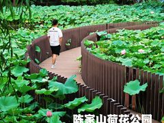 -陈家山荷花公园