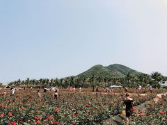 -亚龙湾国际玫瑰谷