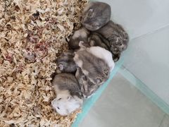 -怪兽屋·羊驼·猫咖·狗咖(俊华广场店)