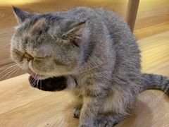 -滚猫咖啡·猫咖·猫友好撸猫(未来城店)