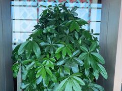 -彩丰楼中餐厅·仁恒洲际酒店