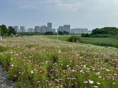 -洋湖国家湿地公园
