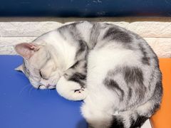 -平行世界·猫咖(首经贸店)