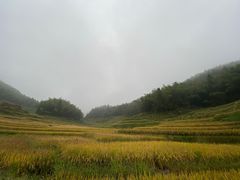 -紫鹊界梯田景区
