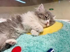 -babydoll猫舍·米努特·德文·缅因(久光中心店)