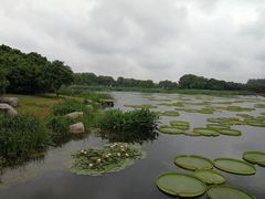 -荷塘月色湿地公园·向阳花洲