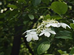 -陆家嘴中心绿地