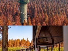 -黄海国家森林公园