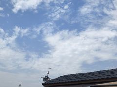 -空港花田景区