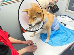 -伟伟宠物医院·CT影像中心·瑞派犬猫综合性门诊(汉口总院)
