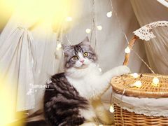 -超宠爱宠物摄影-Super pet