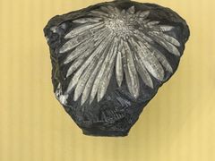 -湖南省地质博物馆