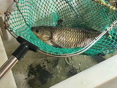 -三味鱼屋(琥珀山庄店)