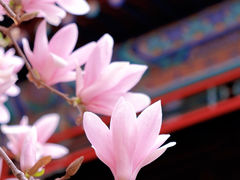 -潭柘寺景区