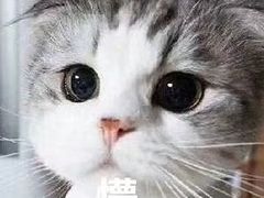 -中关村茶点