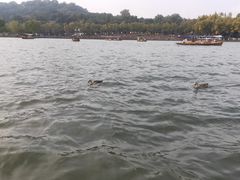 -西湖游船