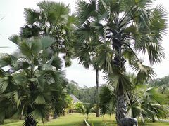 -中国科学院西双版纳热带植物园