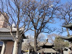 -护国法轮寺