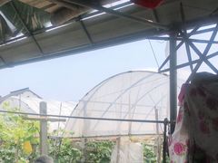 -马陆小张葡萄园农家乐