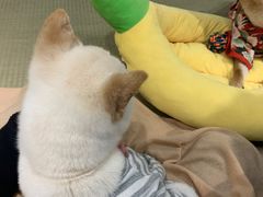 -逗柴咖啡屋·狗咖猫咖宠物桌游