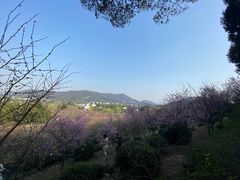 -香雪海