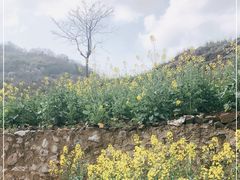 -桑洲油菜花景区