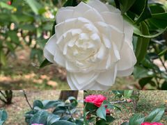 -深圳国际园林花卉博览园