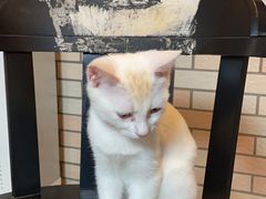 -中农国际动物医院24小时·猫科·骨科·急重症中心