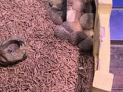 -正佳雨林生态植物园