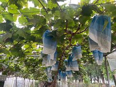 -马陆小张葡萄园农家乐