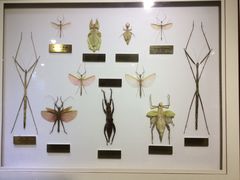 -上海昆虫博物馆