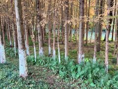 -桤木河湿地公园