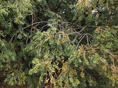 -昆明植物园