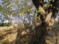 -元大都城垣遗址公园