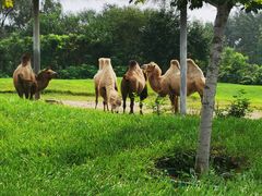 -北京野生动物园