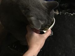 -猫猫幼稚园·撸猫·桌游·电玩