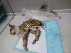 盛京一禾-盛京一禾