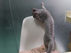 -东方动物医院·宠保定点·骨科·转诊中心(春城路·昆明站分院)