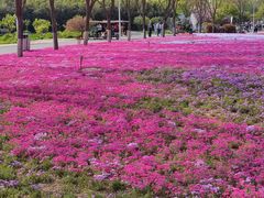 -石家庄市植物园