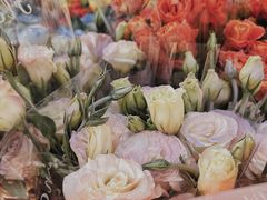 -宝鸡东道花鸟鱼虫市场(吉利花园商场店)